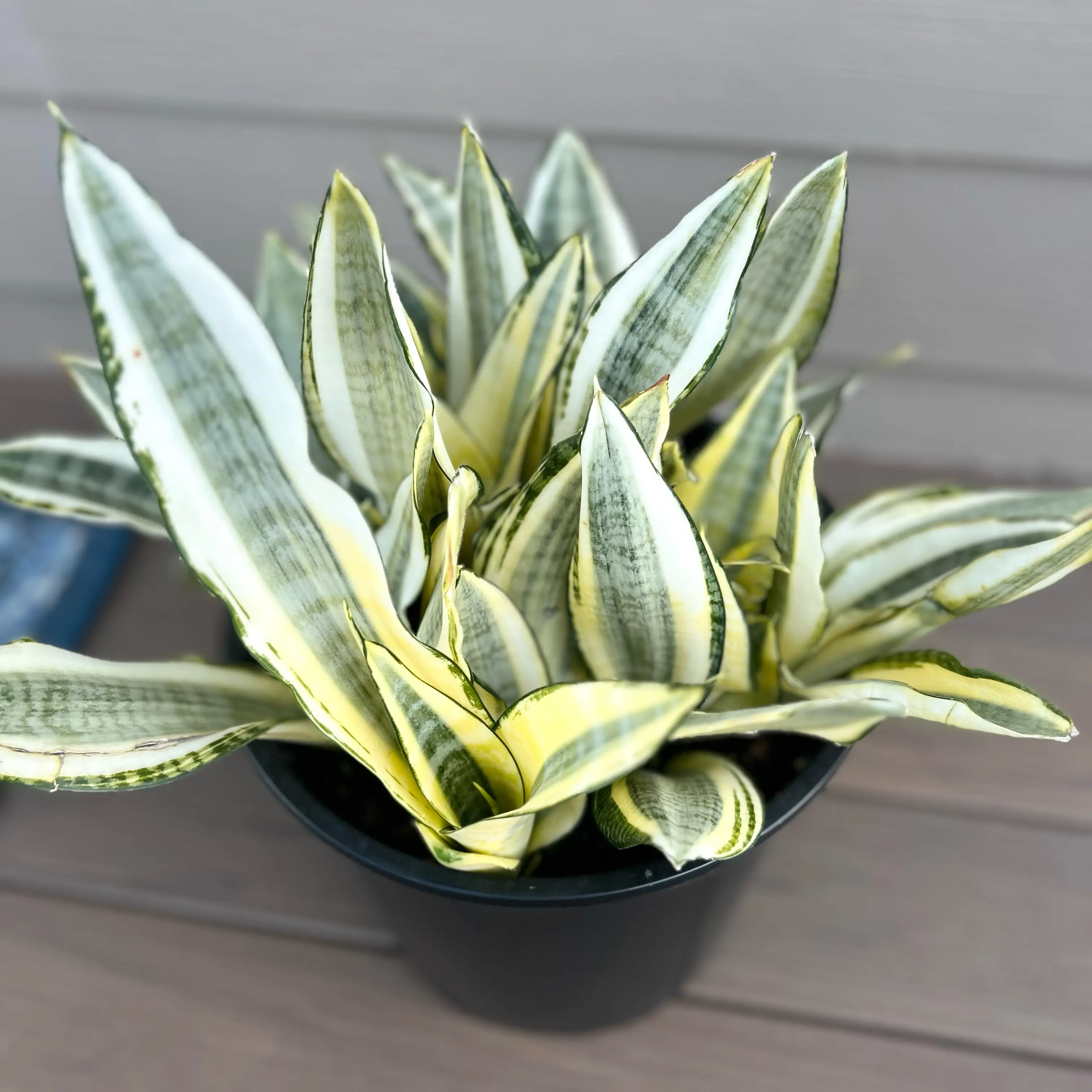 Photo of the plant species Gold Dust Snake Plant by @EricMartens named Gold Dust Snake Plant on Greg, the plant care app
