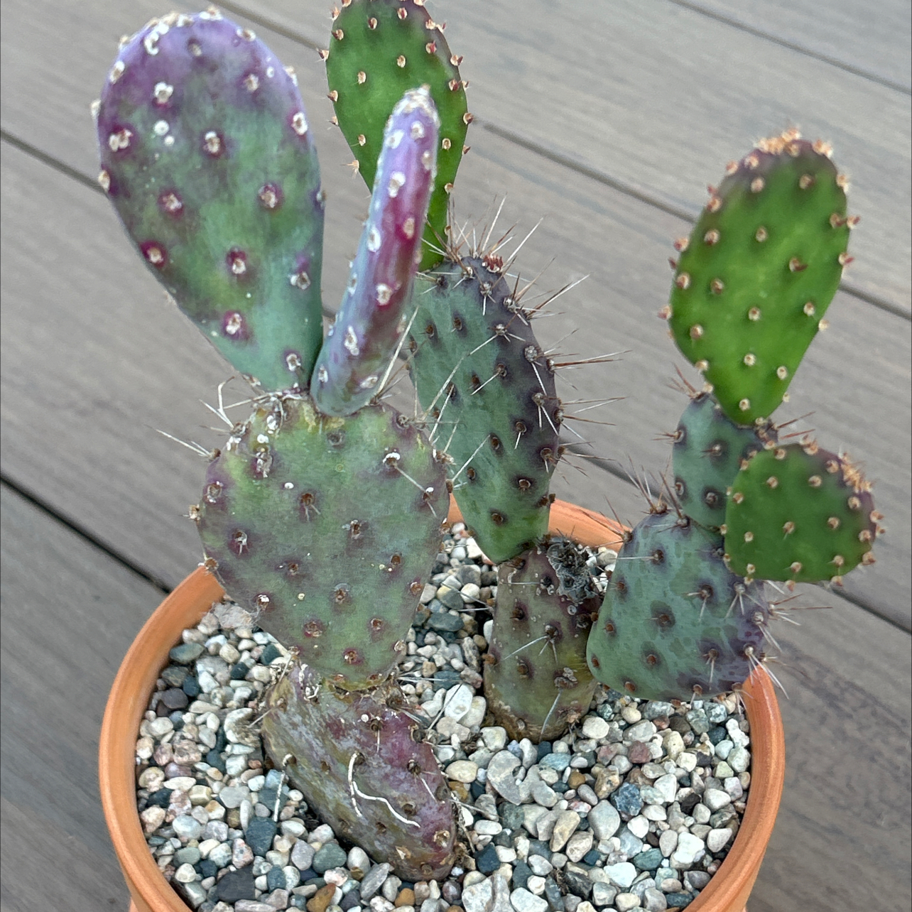 Photo of the plant species Purple Prickly Pear by @EricMartens named Purple Prickly Pear on Greg, the plant care app