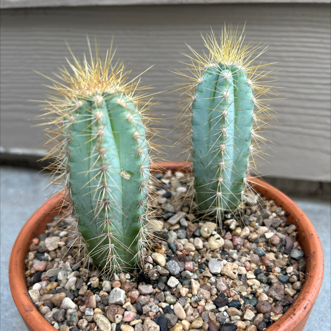 Photo of the plant species Pilosocereus Azureus by @EricMartens named Blue Torch Cactus on Greg, the plant care app