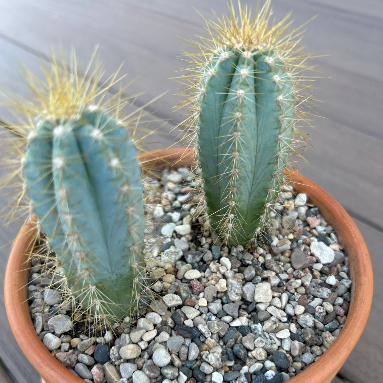 Photo of the plant species Blue Torch Cactus by @EricMartens named Blue Torch Cactus on Greg, the plant care app