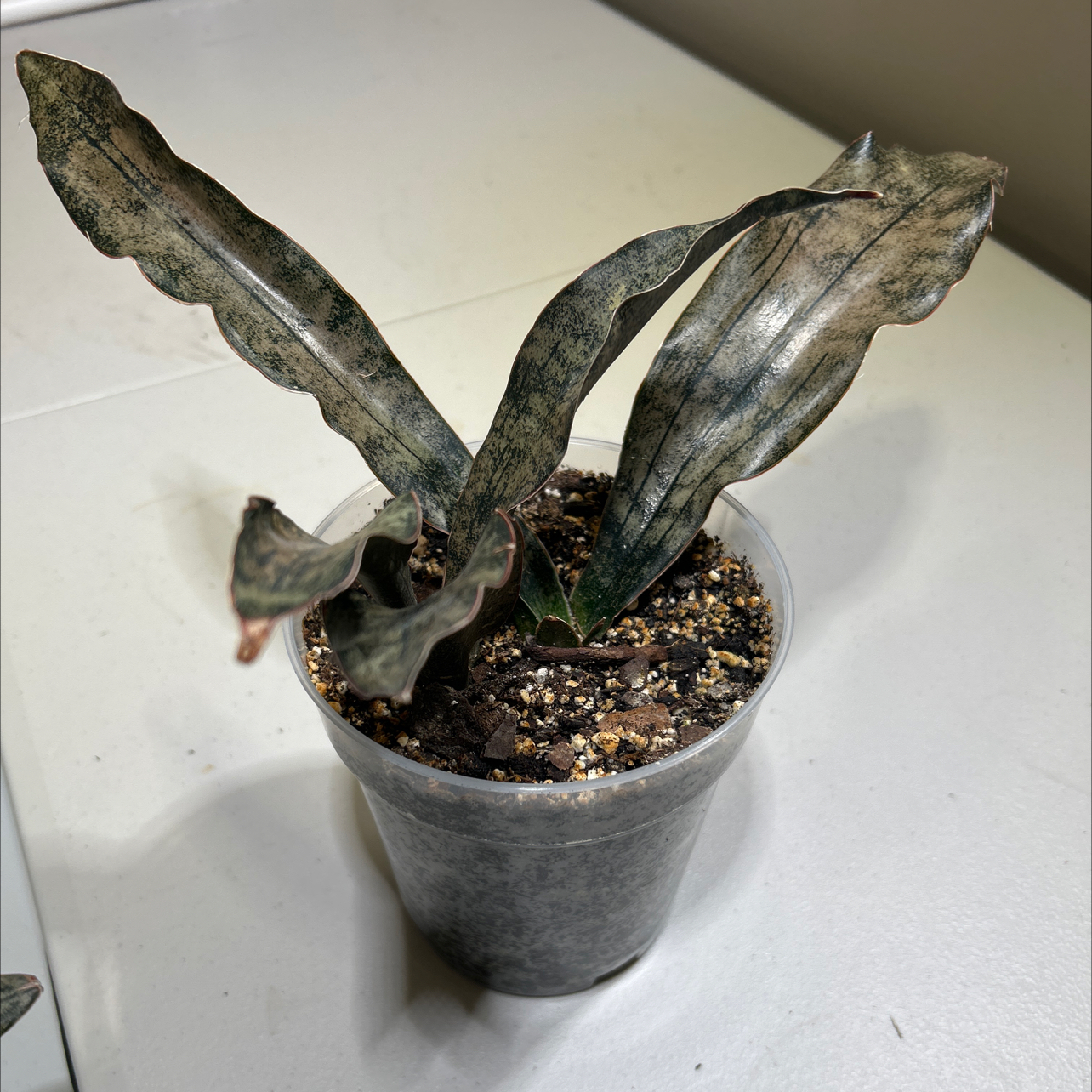 Photo of the plant species Sansevieria Kirkii Coppertone by @EricMartens named Sansevieria Kirkii Coppertone on Greg, the plant care app
