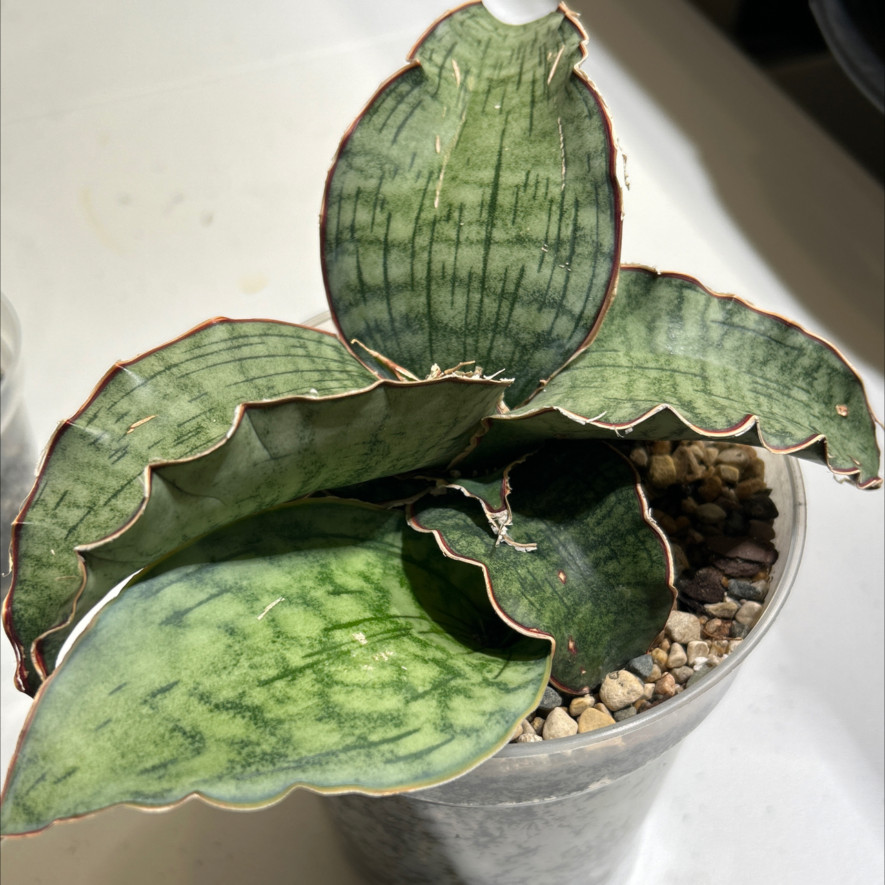 Photo of the plant species Silver Blue Sansevieria by @EricMartens named Sansevieria Kirkii Silver Blue on Greg, the plant care app