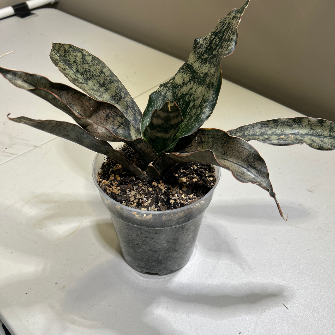 Photo of the plant species Sansevieria Kirkii Coppertone by @EricMartens named Coppertone Snake Plant 2 on Greg, the plant care app