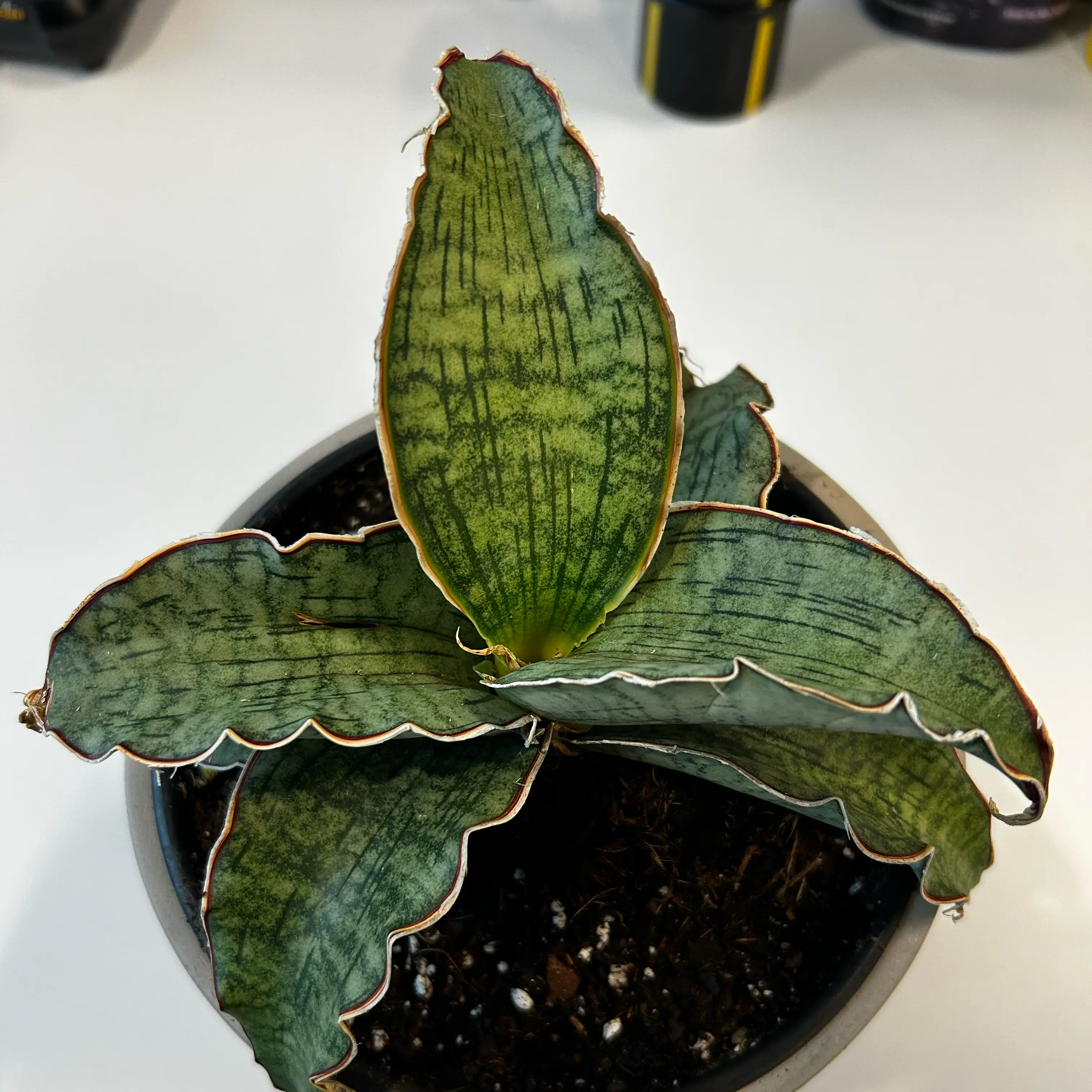 Photo of the plant species Silver Blue Sansevieria by @EricMartens named Office Silver Blue Sansevieria on Greg, the plant care app