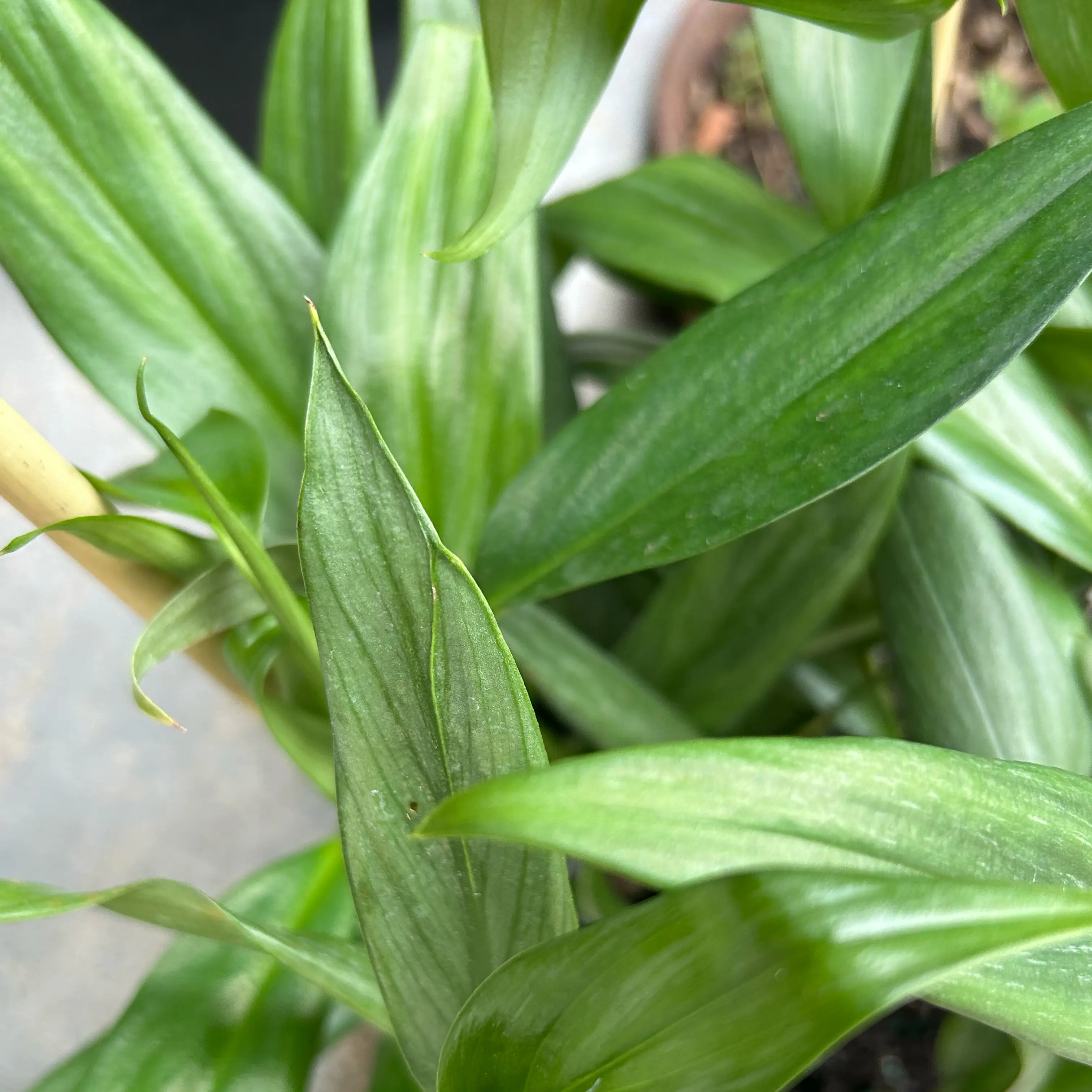 Photo of the plant species Epipremnum amplissimum 'Silver' by @EricMartens named Silver Streak Pothos on Greg, the plant care app
