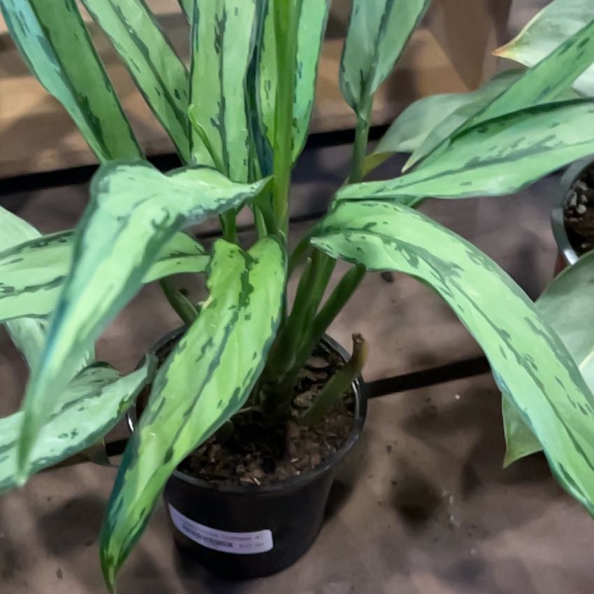 Photo of the plant species Chinese Evergreen by @BuffTomato31 named Hamilton on Greg, the plant care app