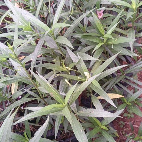 Photo of the plant species Asclepias Incarnata by @IdolRhodora76 named Emerson on Greg, the plant care app
