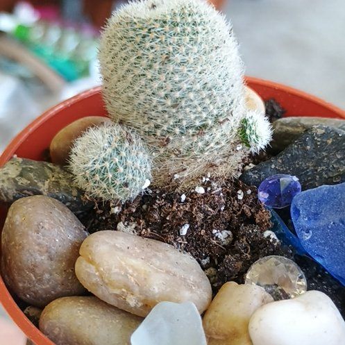 Photo of the plant species Parodia scopa 'Albissimo' by @YummyQuince named Achilles on Greg, the plant care app