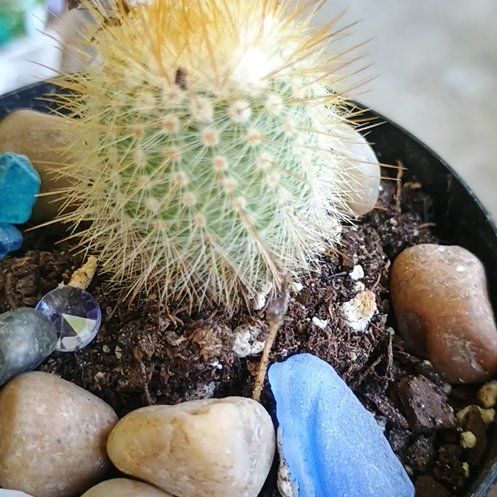 Photo of the plant species Webster's Hedgehog Cactus by @YummyQuince named Sonora on Greg, the plant care app