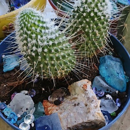 Photo of the plant species Rusty Hedgehog Cactus by @YummyQuince named Curie on Greg, the plant care app