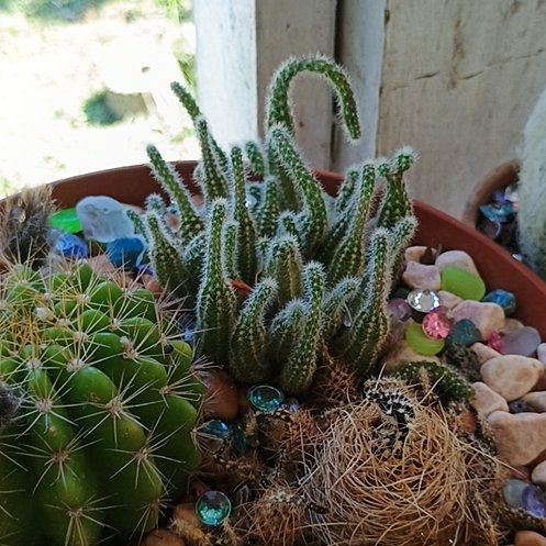 Photo of the plant species Rattail Nipple Cactus by @YummyQuince named Beyonce on Greg, the plant care app