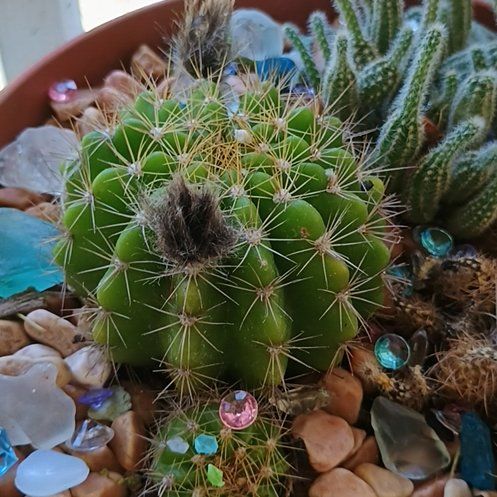 Photo of the plant species Sun Goddess Barrel Cactus by @YummyQuince named Robert Plant on Greg, the plant care app