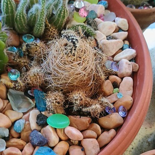 Photo of the plant species Lobivia schieliana by @YummyQuince named Lola on Greg, the plant care app