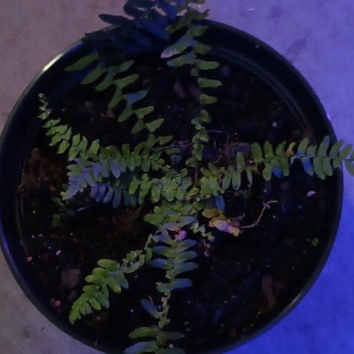 Photo of the plant species Narrow-Leaved Glade Fern by @YummyQuince named Coco on Greg, the plant care app