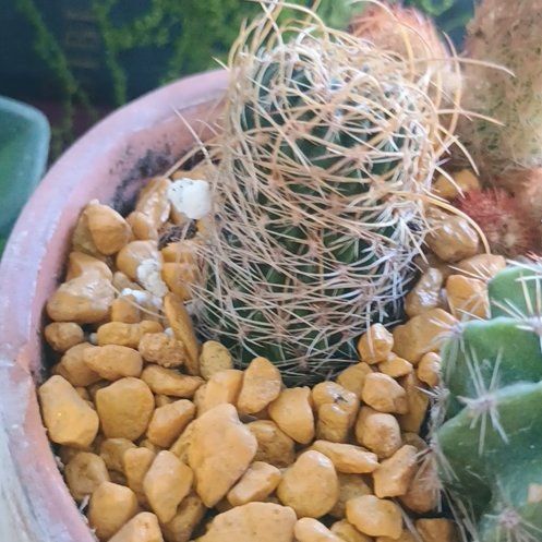 Photo of the plant species Green Tomato Cactus by @YummyQuince named Khaleesi on Greg, the plant care app