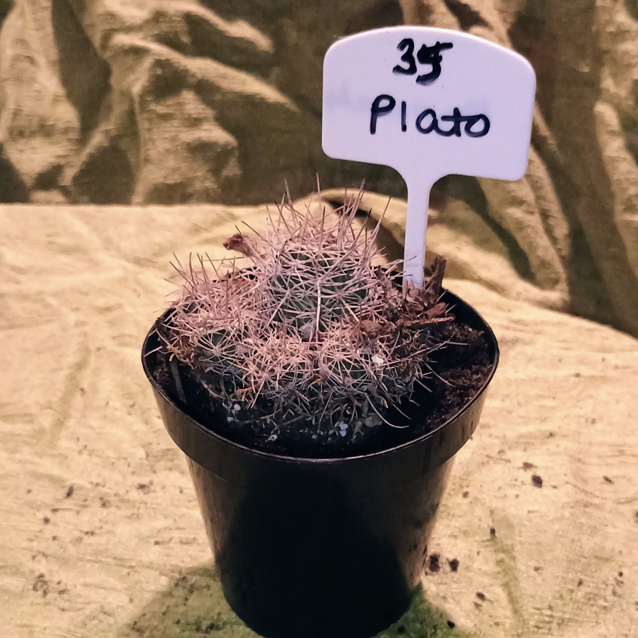 Photo of the plant species Large-Flowered Pyrrhocactus by @YummyQuince named Plato on Greg, the plant care app