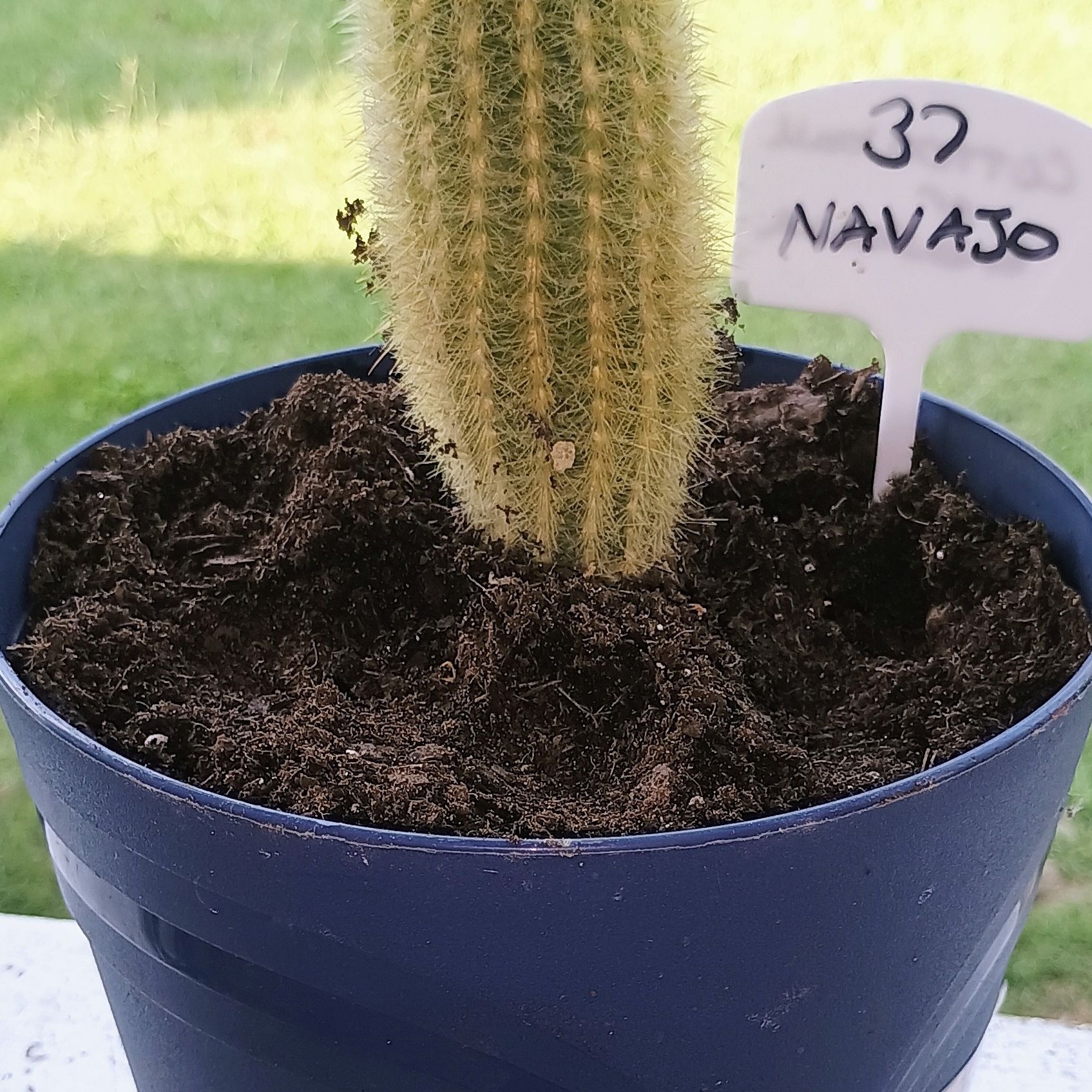 Photo of the plant species Espostoa lanata subsp. huanucoensis by @YummyQuince named Navajo on Greg, the plant care app