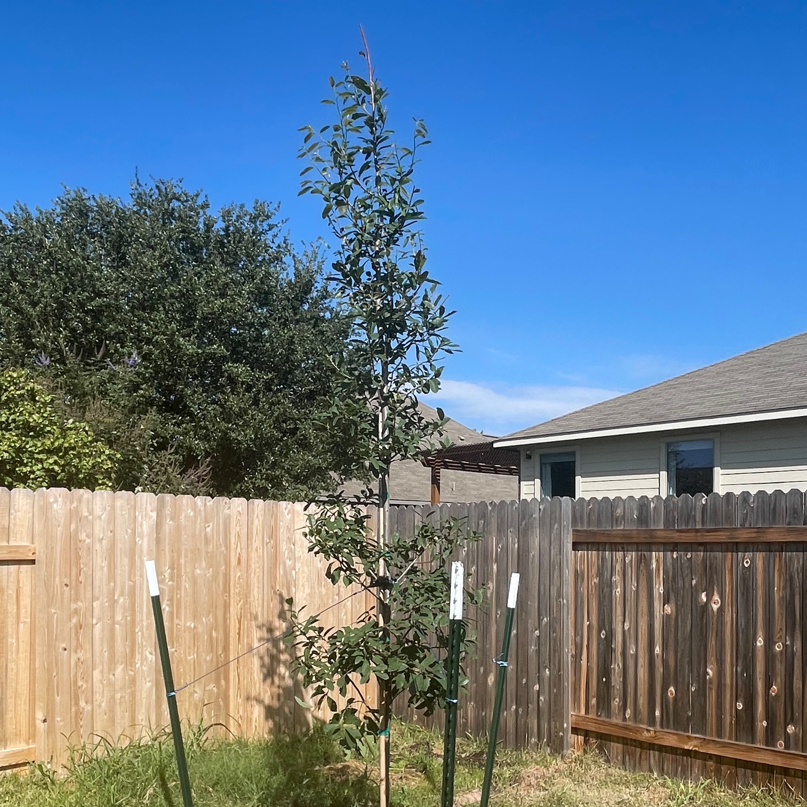 Photo of the plant species Mexican White Oak by Claire allyse named Annie Oakley on Greg, the plant care app