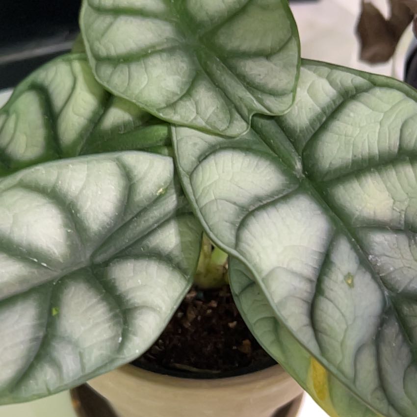 Photo of the plant species Alocasia Silver Dragon Mint by @Thecryptkeeper named Leaf Erickson on Greg, the plant care app