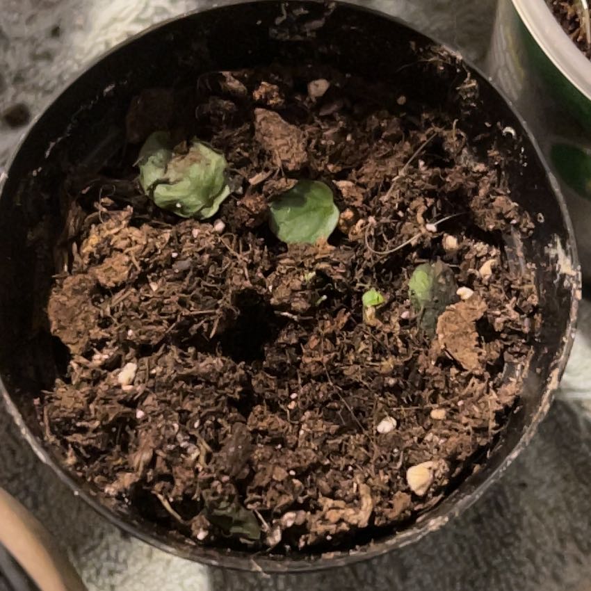 Photo of the plant species Pepperomia santorini by @Thecryptkeeper named I don’t practice Santorini on Greg, the plant care app
