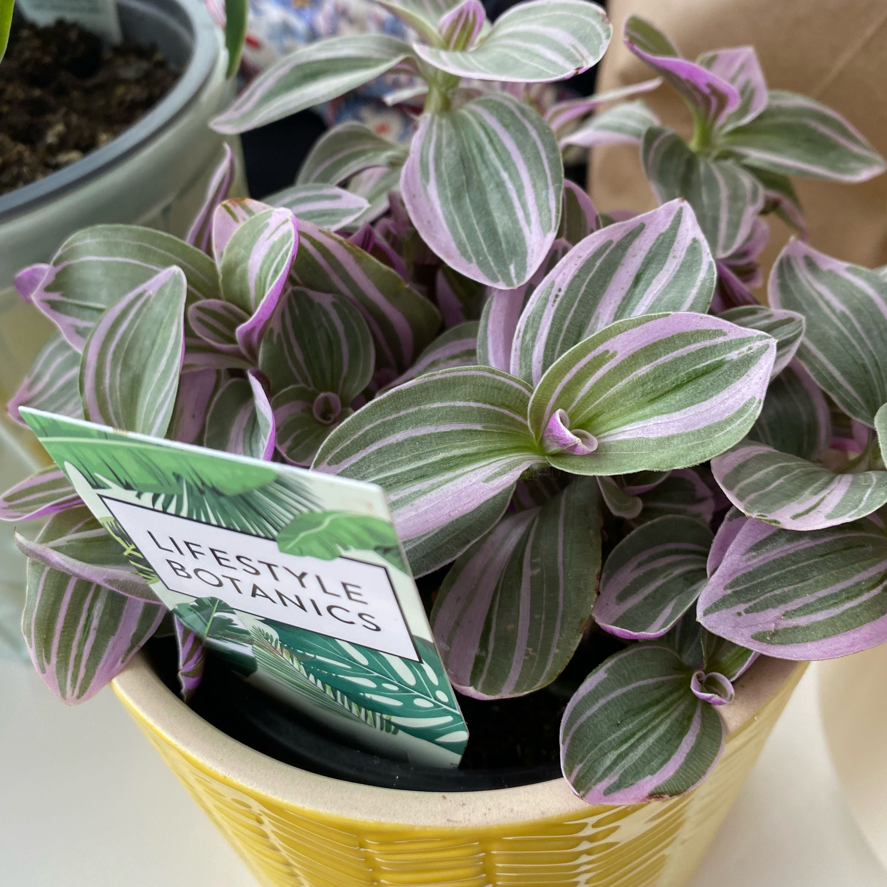 Photo of the plant species Sweet Sweetness by @DearDarkmullein named Luna on Greg, the plant care app