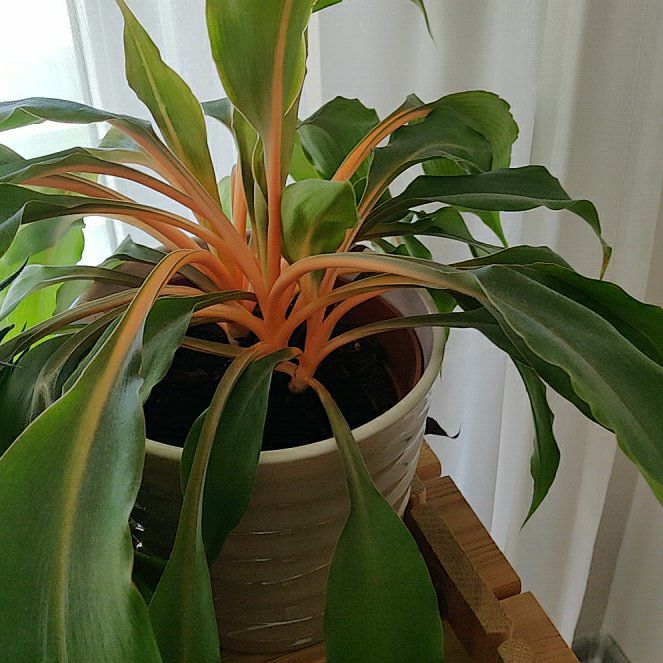 Photo of the plant species Green Orange Spider Plant by @Roseofplymouth named Aranka on Greg, the plant care app