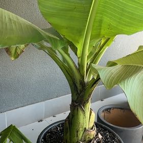 Photo of the plant species Snow Banana by @MovingHardbeech named Princess on Greg, the plant care app