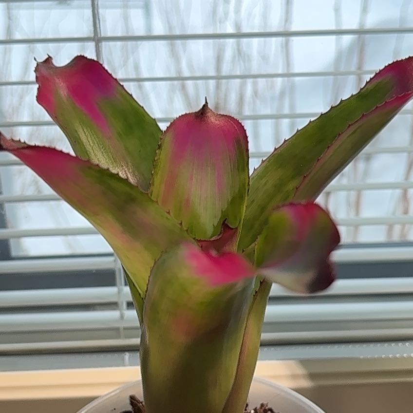 Photo of the plant species Assorted Neoregelia by @ChosenTropical named Bruce Lee on Greg, the plant care app