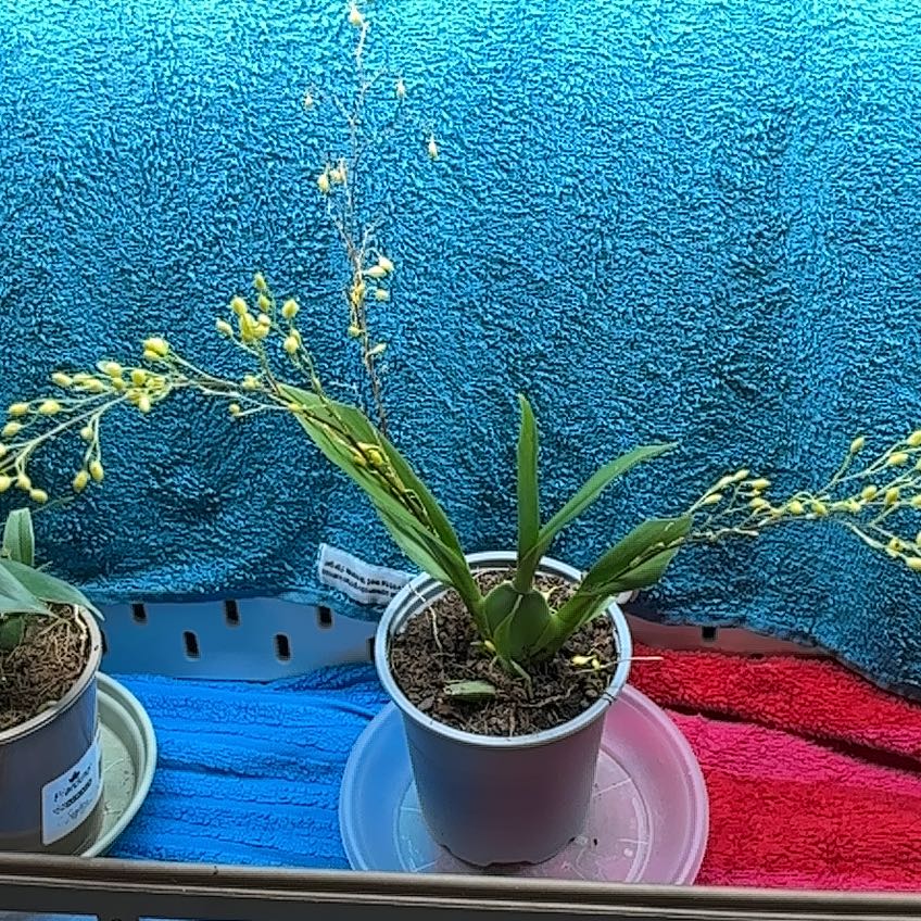 Photo of the plant species Oncidium Twinkle by @ChosenTropical named Luna on Greg, the plant care app