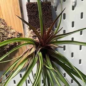 Photo of the plant species Bromeliad Antonio Pink by @ChosenTropical named Orwell on Greg, the plant care app