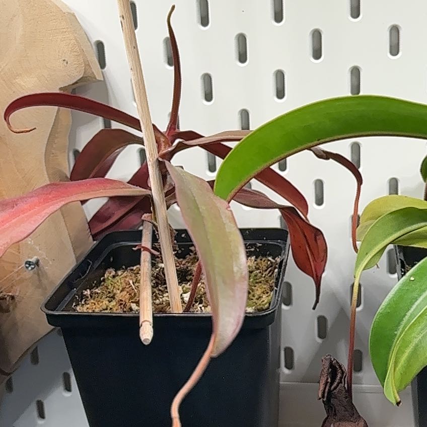 Photo of the plant species pitcher plant by @ChosenTropical named Captain Plant-it on Greg, the plant care app
