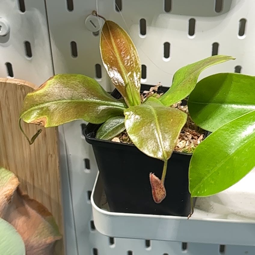 Photo of the plant species Nepenthes St Gaya by @ChosenTropical named Plato on Greg, the plant care app