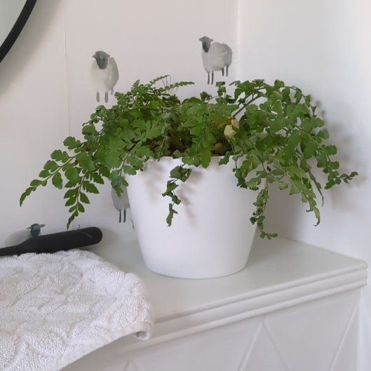 Photo of the plant species Norfolk Island Spleenwort by @JollyBlackalder named Darwin on Greg, the plant care app