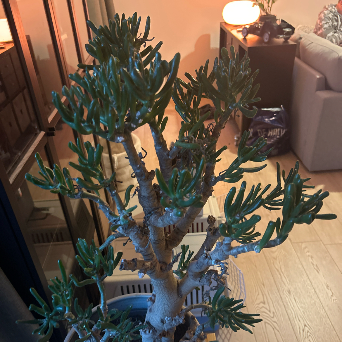 Morgan Treeman
