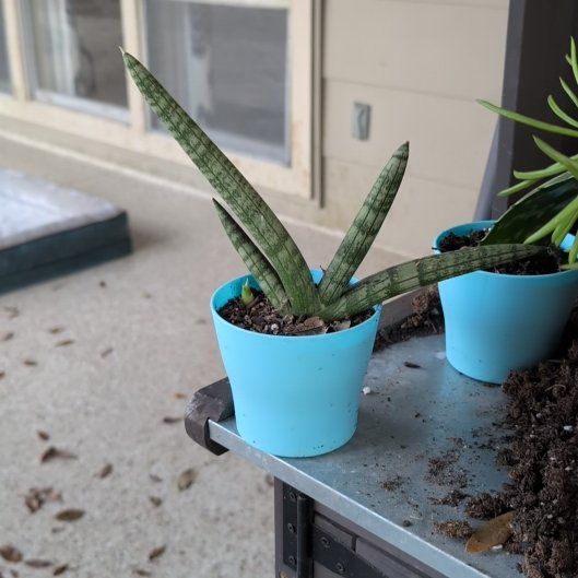 Photo of the plant species Starfish Snake Plant by @ElderCorrea41 named Hemingway on Greg, the plant care app