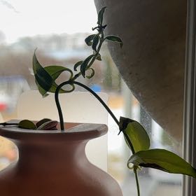 Plant care for Water Chestnut on Greg, the plant care app