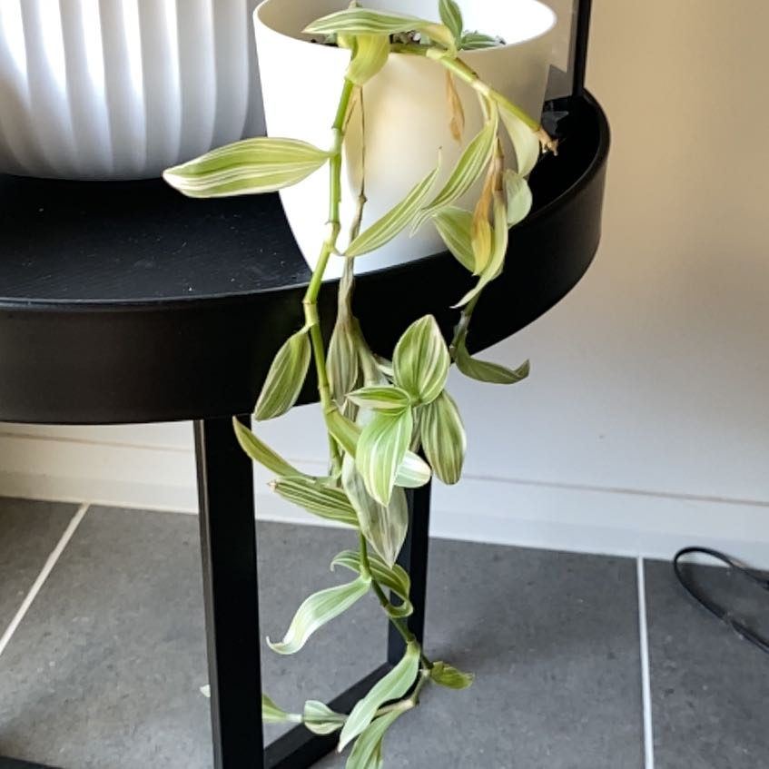 Photo of the plant species tradescantia by @MoneyedBeech94 named Sherlock on Greg, the plant care app