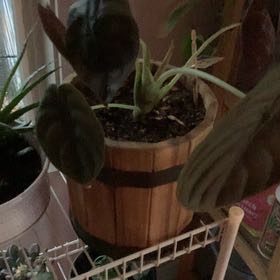 Photo of the plant species Red Secret by @AthleteCat56 named Kardashian on Greg, the plant care app