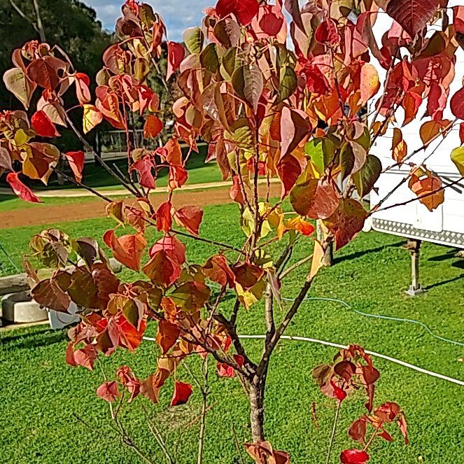 Photo of the plant species Caribbean Copper Plant by @YummyDamiana40 named Leaf Erickson on Greg, the plant care app