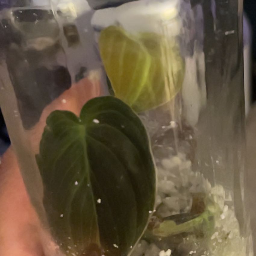 Photo of the plant species Black-gold Philodendron by @AwakeTexasebony named Sigmund on Greg, the plant care app