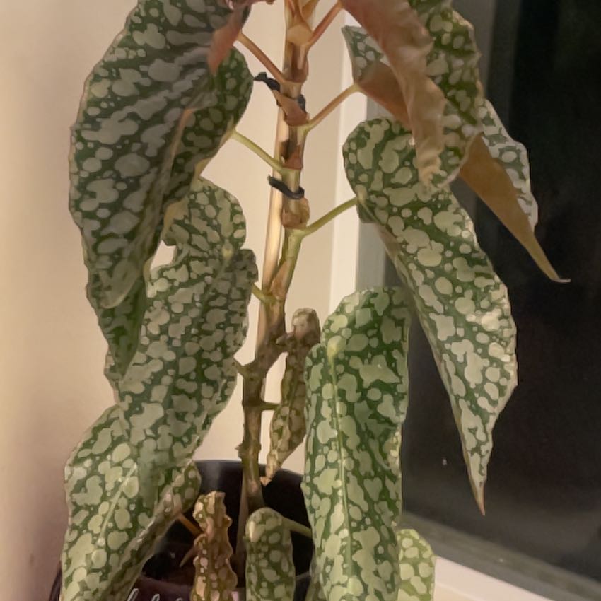 Photo of the plant species Polka dot begonia by @AwakeTexasebony named Maya on Greg, the plant care app