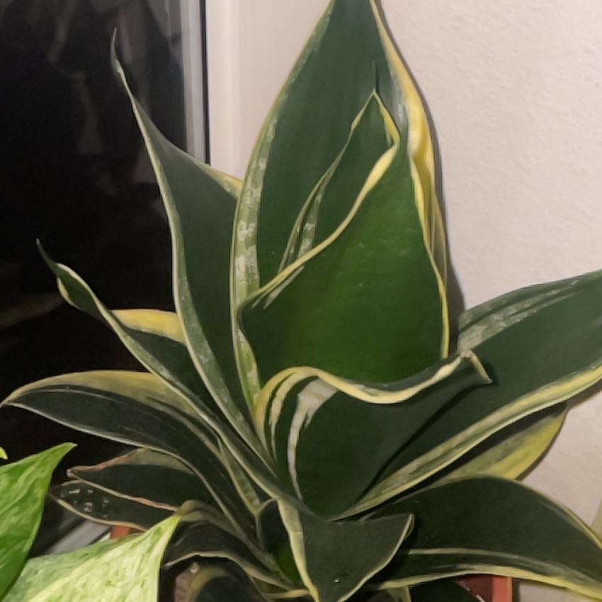 Photo of the plant species Black Gold Snake Plant by @AwakeTexasebony named Cleopatra on Greg, the plant care app