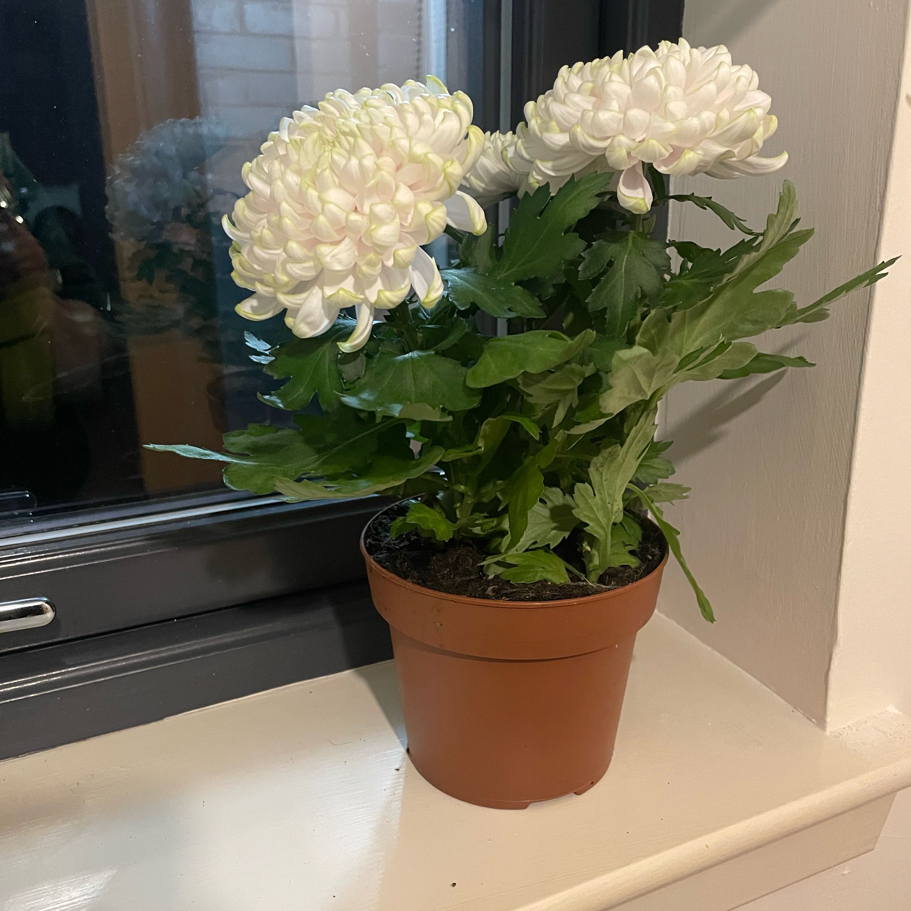 Photo of the plant species Chrysanthemum 'Cosmo Fresh Lime' by @ModelTamarind named Emerson on Greg, the plant care app