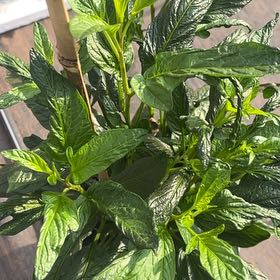 Photo of the plant species Pepino Melon 'Vista' by @HappyTormentil named Mollie on Greg, the plant care app
