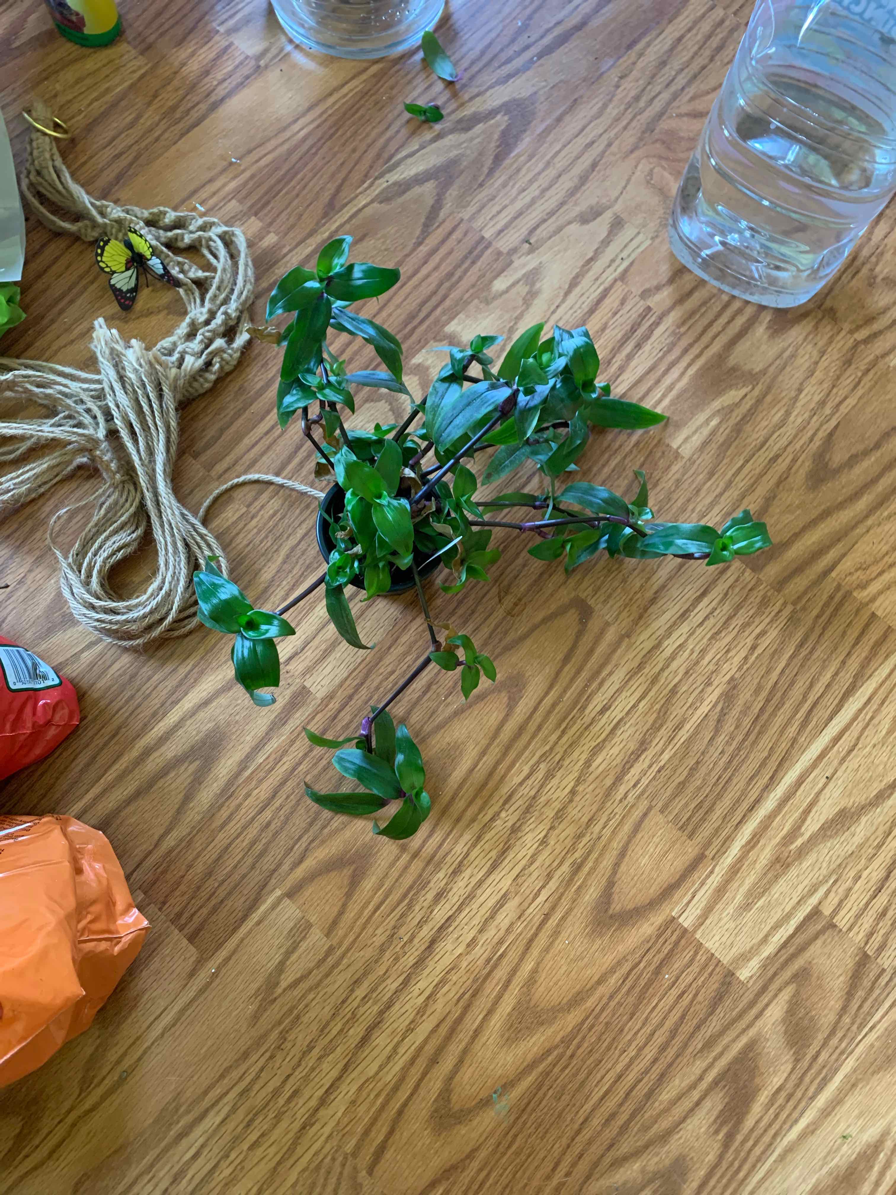 Plant care for Tripogandra amplexans on Greg, the plant care app