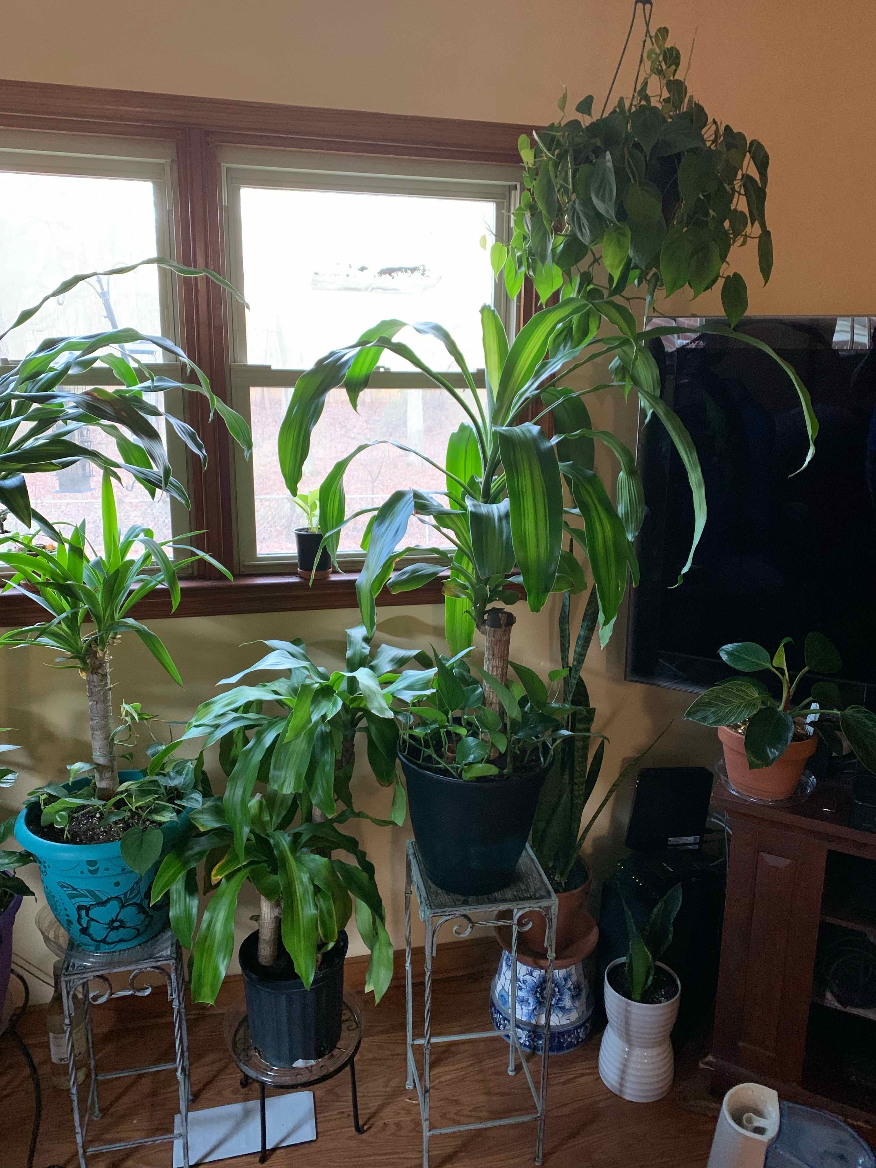 Indoor plants including a healthy Dracaena Massangeana in a well-lit room.