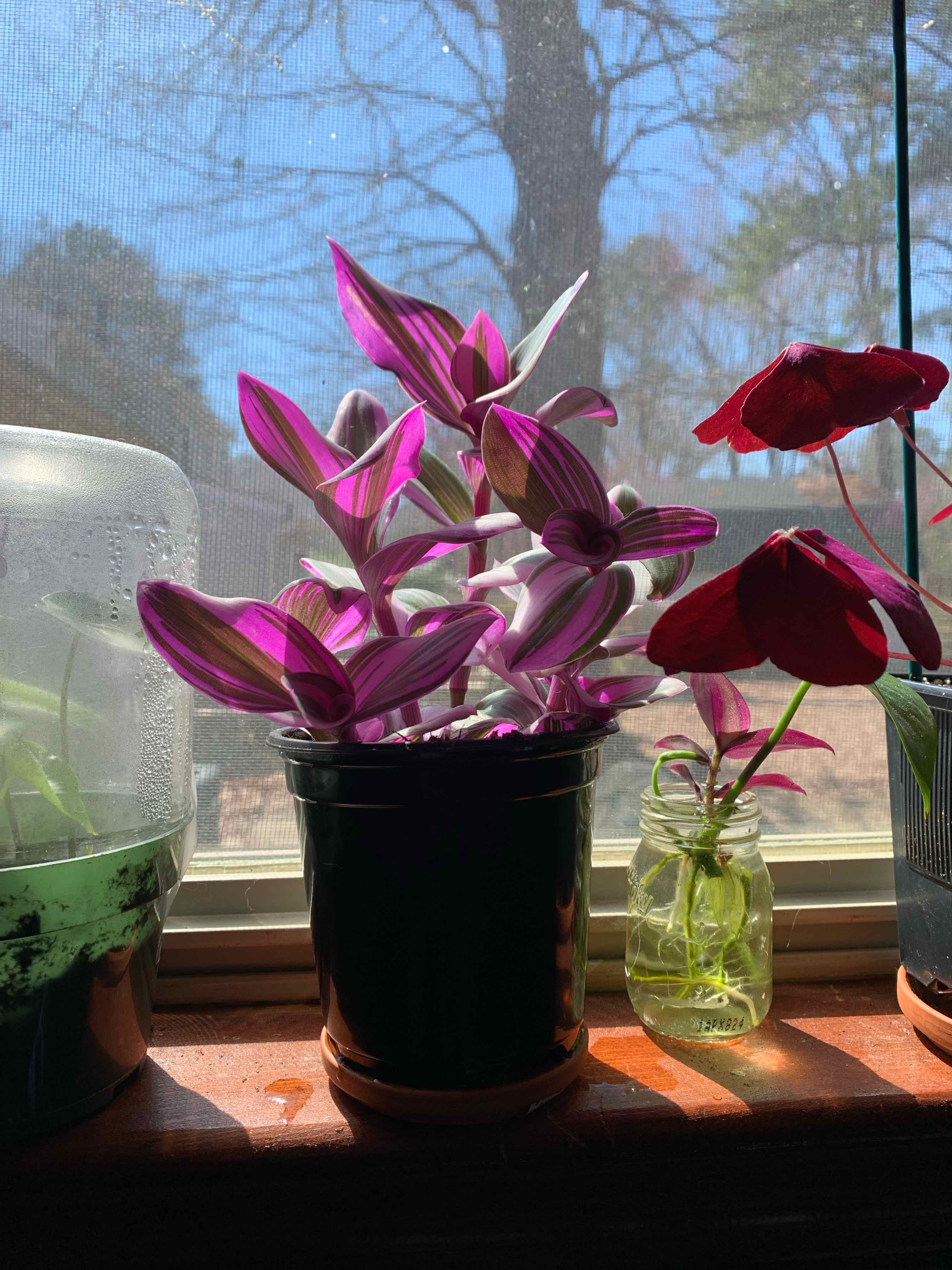 Tradescantia Bubblegum plant on a windowsill with vibrant pink and green leaves.