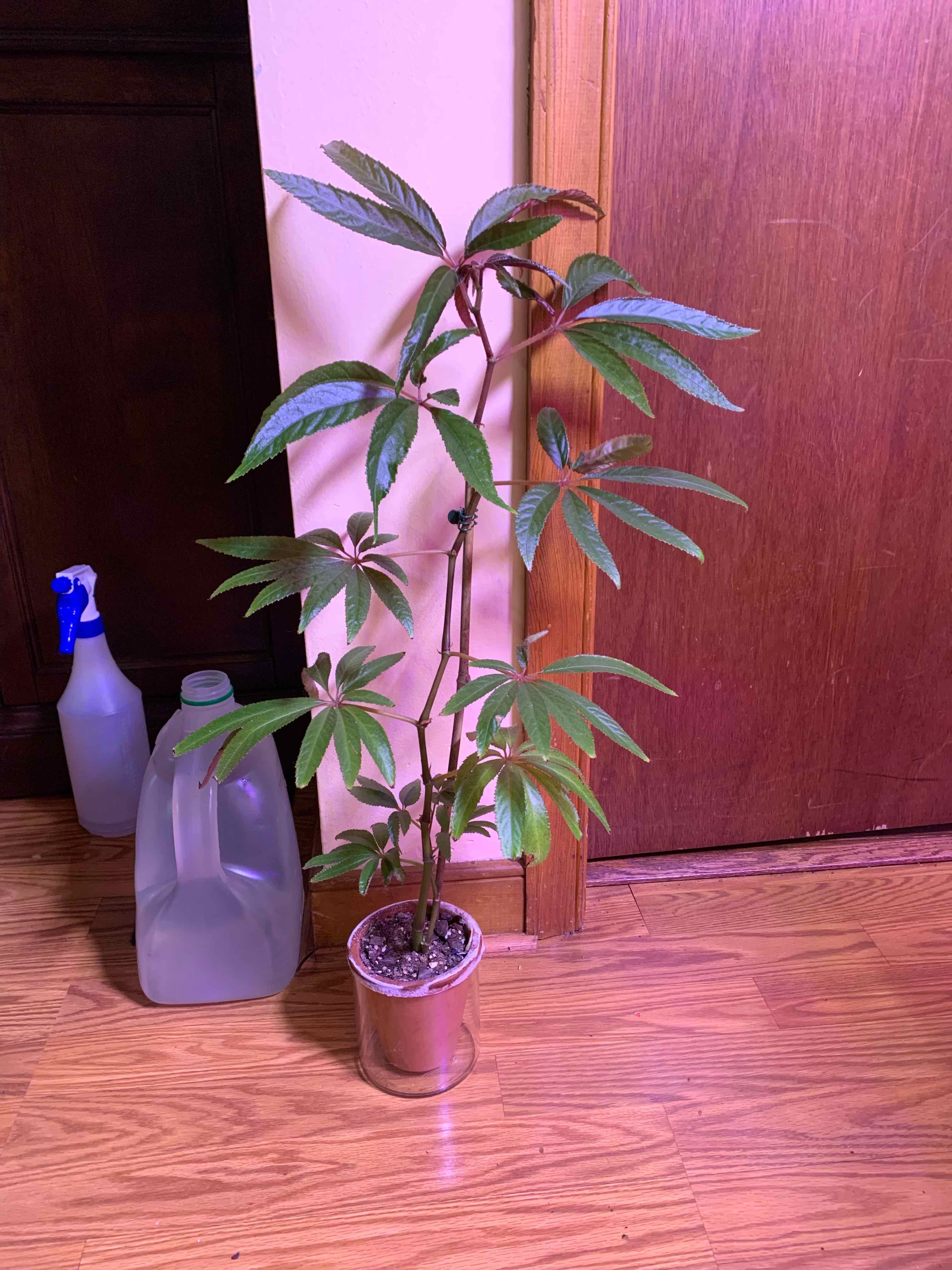 Photo of the plant species Palm Leaf Begonia by @Coko4lyfe named Lux on Greg, the plant care app