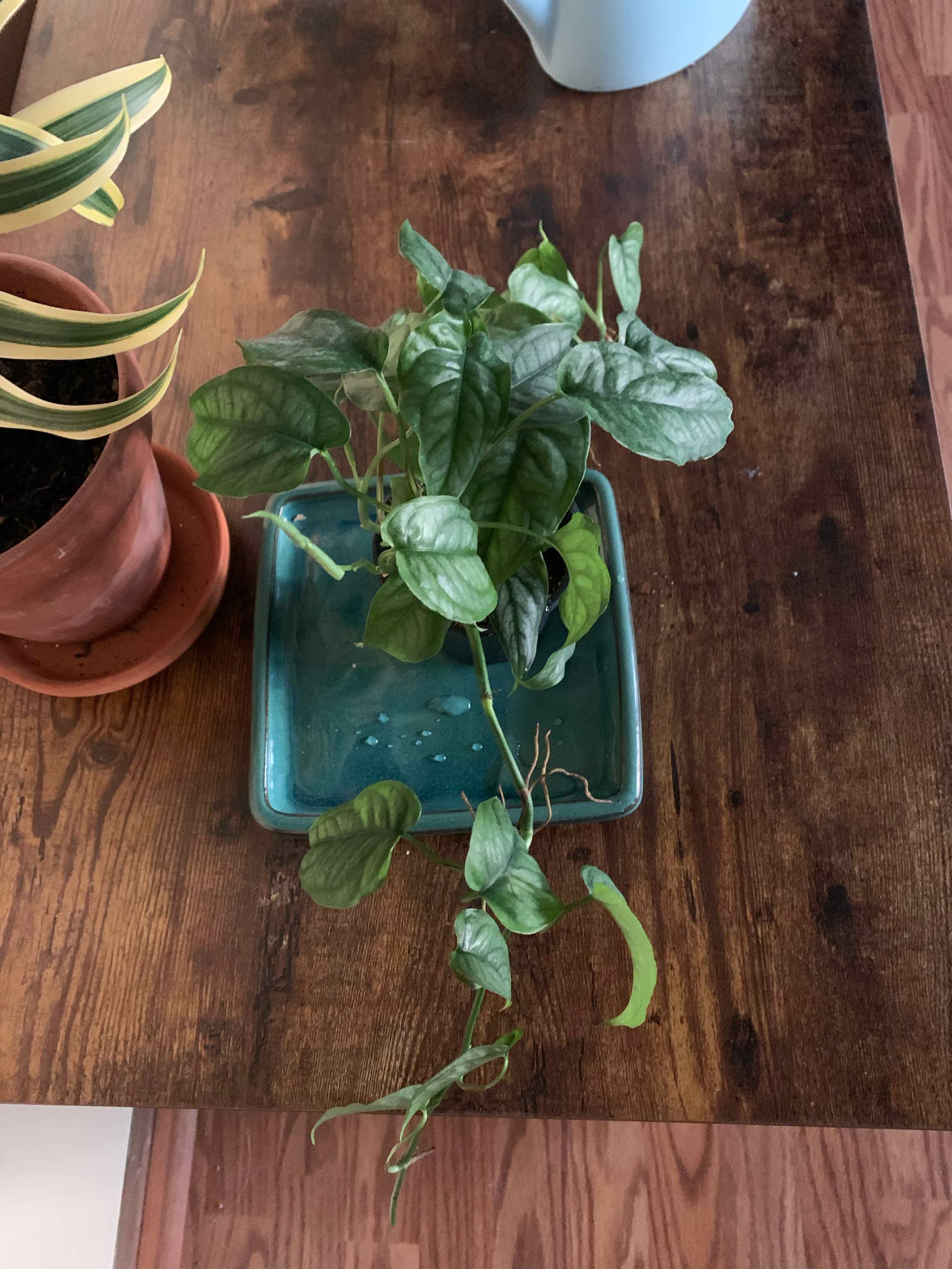 Monstera siltepecanna plant in a blue container on a wooden surface.
