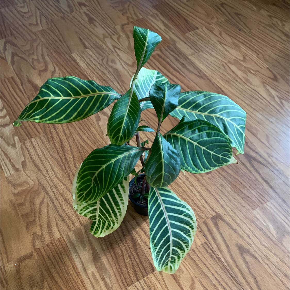 Photo of the plant species Sanchezia by @Coko4lyfe named Sanchaz on Greg, the plant care app